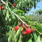 Delicious cherries en route