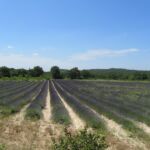 and fields of lavender