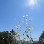 Wild oats (?) growing by a vineyard.