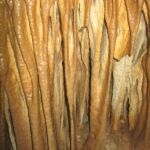 Looking into the organ