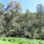 Meadow of wild fennel