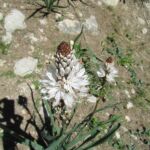 The was growing everywhere