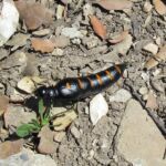 Red-striped Oil Beetle (Berberomeloe majalis)