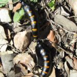 What's worse than a Red-striped Oil Beetle? Two of 'em!