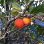 Wild strawberry tree (Arbutus unedo)