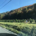 Cannabis plantation ... it smelled very strongly