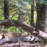 A chipmunk!