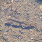 Salamander