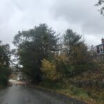 Tree and power lines down after the storm