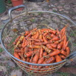 Carrot harvest