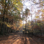 Beautiful autumn woodland scenes