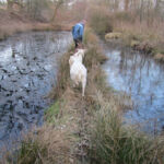Taking the goats for a walk