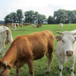 Some organic cows. They don't have their horns removed, to allow a more natural herd behaviour. And they are not all inseminated at the same time of year, so there are calves being born all year round.
