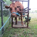 This cow has a problem with her hoof