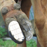 Hoof repair